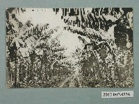 藏品(香蕉園)的圖片