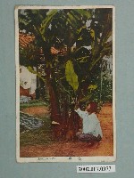 藏品(杉田商店發行芭蕉)的圖片