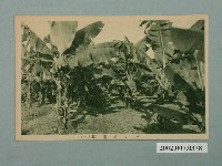 藏品(香蕉園其一)的圖片