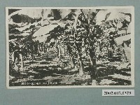 藏品(高雄州東港郡林邊庄溪州的蕉園)的圖片