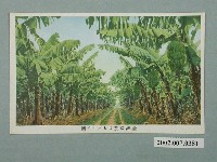 藏品(臺灣香蕉園)的圖片