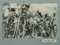 藏品(臺灣日日新報社印行香蕉圖)的圖片