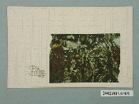 藏品(臺北生蕃屋本店印行香蕉園)的圖片