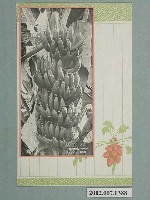 藏品(臺灣香蕉)的圖片