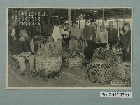 藏品(日本和歌山製造臺灣所見臺中香蕉市場)的圖片