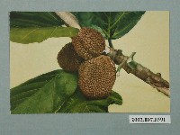 藏品(臺北生蕃屋本店印行臺灣水果波蘿蜜)的圖片