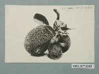 藏品(臺灣水果波蘿蜜)的圖片