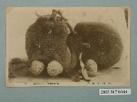 藏品(杉田書店發行臺灣水果波蘿蜜)的圖片