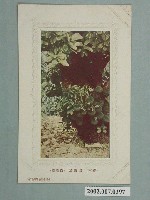 藏品(臺南小出書籍部發行臺南波蘿蜜)的圖片