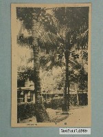 藏品(石井文潮堂發行棕櫚樹)的圖片