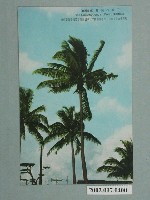 藏品(高雄南海商店發行高雄火車站的椰子樹)的圖片