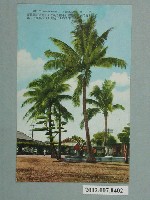 藏品(椰子樹)的圖片