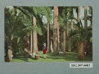 藏品(臺北生蕃屋本店印行各種棕櫚樹)的圖片