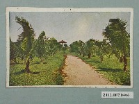 藏品(臺北新高堂發行臺南棕櫚樹)的圖片