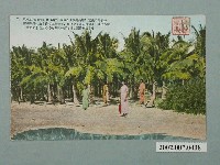 藏品(臺北生蕃屋本店印行高雄旗後的棕櫚林)的圖片