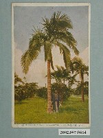 藏品(臺北赤岡商會發行臺灣的棕櫚林)的圖片