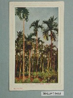 藏品(打狗南里商店發行臺灣風景檳榔樹)的圖片
