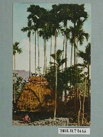 藏品(伸展的檳榔樹)的圖片