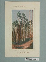 藏品(臺南小出書籍部發行臺灣檳榔樹林)的圖片