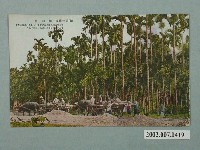 藏品(檳榔樹)的圖片