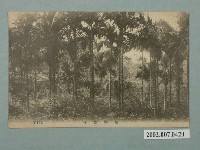 藏品(檳椰樹林)的圖片