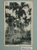 藏品(屏東順天堂製臺灣檳榔林)的圖片