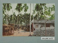 藏品(臺北菊元百貨店發行檳榔)的圖片