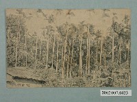 藏品(檳榔樹)的圖片