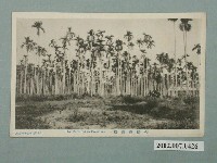 藏品(澎湖島坂井書店發行臺灣檳榔樹)的圖片