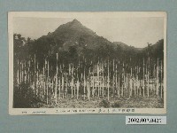 藏品(赤岡商會發行臺灣檳榔林之景)的圖片