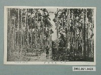 藏品(高雄山形屋發行臺灣檳榔林)的圖片