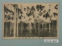 藏品(臺灣南部檳榔林)的圖片