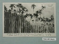 藏品(臺灣風情檳榔林)的圖片