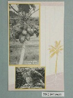 藏品(臺灣木瓜與鳳梨)的圖片