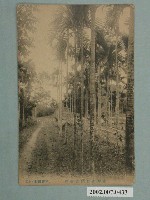 藏品(日本製造臺灣南部檳榔林)的圖片