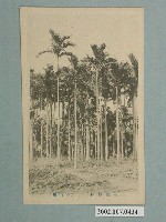 藏品(臺南州檳榔林)的圖片