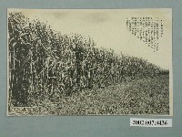 藏品(甘蔗種植處)的圖片