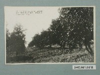 藏品(新竹犬塚商店發行新竹菊池相橘園)的圖片