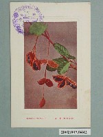 藏品(臺灣繪葉書會發行臺灣蘋蔢)的圖片