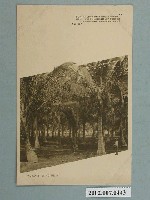 藏品(高雄棕櫚林)的圖片