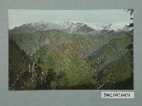 藏品(新高阿里山)的圖片