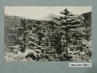 藏品(從志佳陽山遠望中央尖山)的圖片