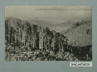 藏品(從阿里山南望)的圖片