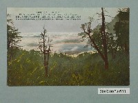 藏品(阿里山)的圖片