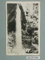 藏品(阿里山仙人洞妻戀瀑布)的圖片