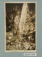 藏品(阿里山的伐木)的圖片