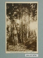 藏品(阿里山扁柏林相)的圖片