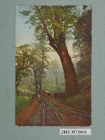 藏品(阿里山神木)的圖片