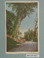 藏品(阿里山神木)的圖片