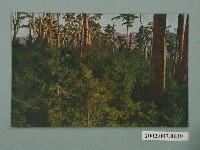 藏品(（臺灣八仙山）紅檜天然更新地)的圖片